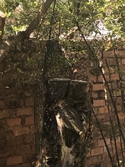 Anaplectes rubriceps