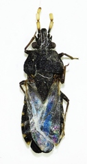 Aradus flavicornis