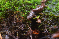 Desmognathus ocoee