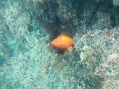 Hypsypops rubicundus