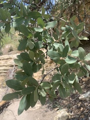 Quercus grisea