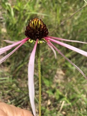 Echinacea sanguinea