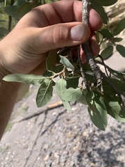 Quercus grisea