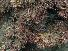 Heterostichus rostratus