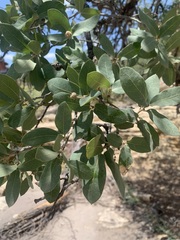 Quercus grisea