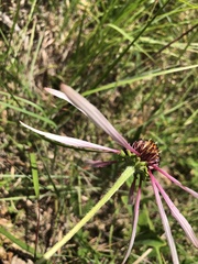 Echinacea sanguinea
