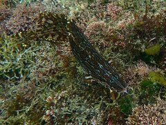 Heterostichus rostratus