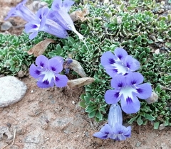 Aptosimum procumbens