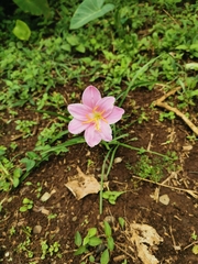 Zephyranthes rosea