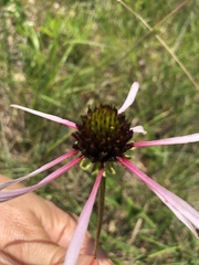 Echinacea sanguinea