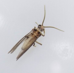 Coniopteryginae