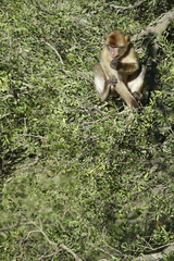 Macaca sylvanus