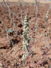 Chenopodium