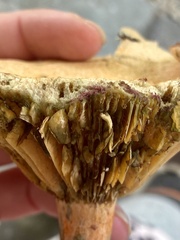 Lactarius rubrilacteus