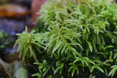 Kindbergia praelonga