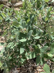 Quercus grisea
