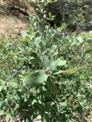 Quercus grisea