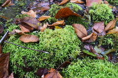 Kindbergia praelonga