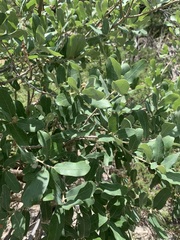 Quercus grisea