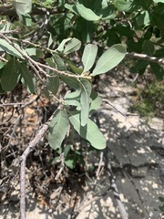 Quercus grisea