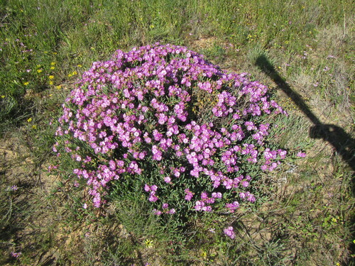 Ruschia caroli, photograph 1