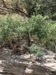 Quercus grisea
