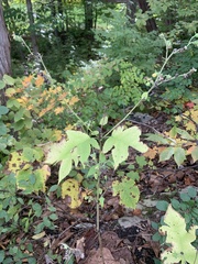 Polymnia canadensis
