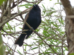 Molothrus bonariensis
