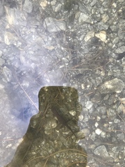 Ichthyosaura alpestris alpestris