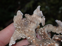Lobariaceae