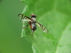 Rivellia flavimana