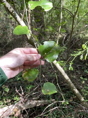 Smilax