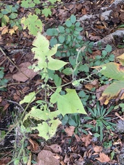 Polymnia canadensis