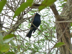 Molothrus bonariensis