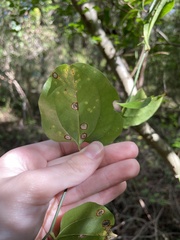 Smilax