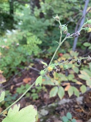 Polymnia canadensis