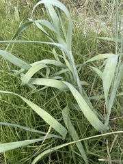Panicum amarum