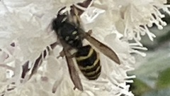 Vespula alascensis