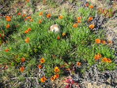 Gazania rigida