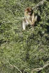 Macaca sylvanus