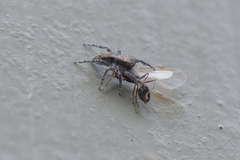 Menemerus taeniatus