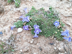 Aptosimum procumbens