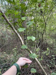 Smilax