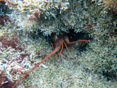 Panulirus interruptus