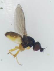 Oscinellinae