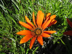 Gazania rigida