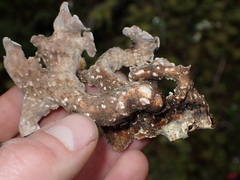 Lobariaceae