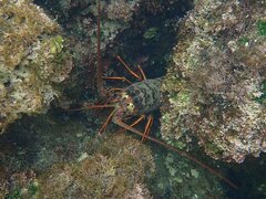 Panulirus interruptus