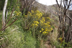 Senecio rigidus