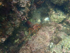 Panulirus interruptus